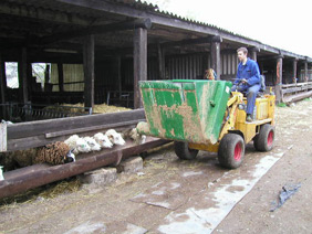 Cubilote con sinfin distribuidor de pienso para ganado